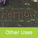 Fernor Walnut Fruit More Alternative Uses